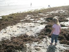 seaweed invading South Flordia beaches