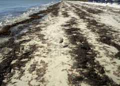 seaweed invading South Florida beaches