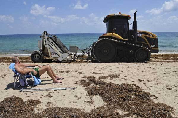 seaweed invading South Florida beaches