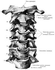 spine bodysurfing and injury prevention