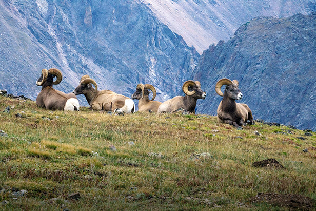Big Horn Sheep, Rocky Mountain National Park