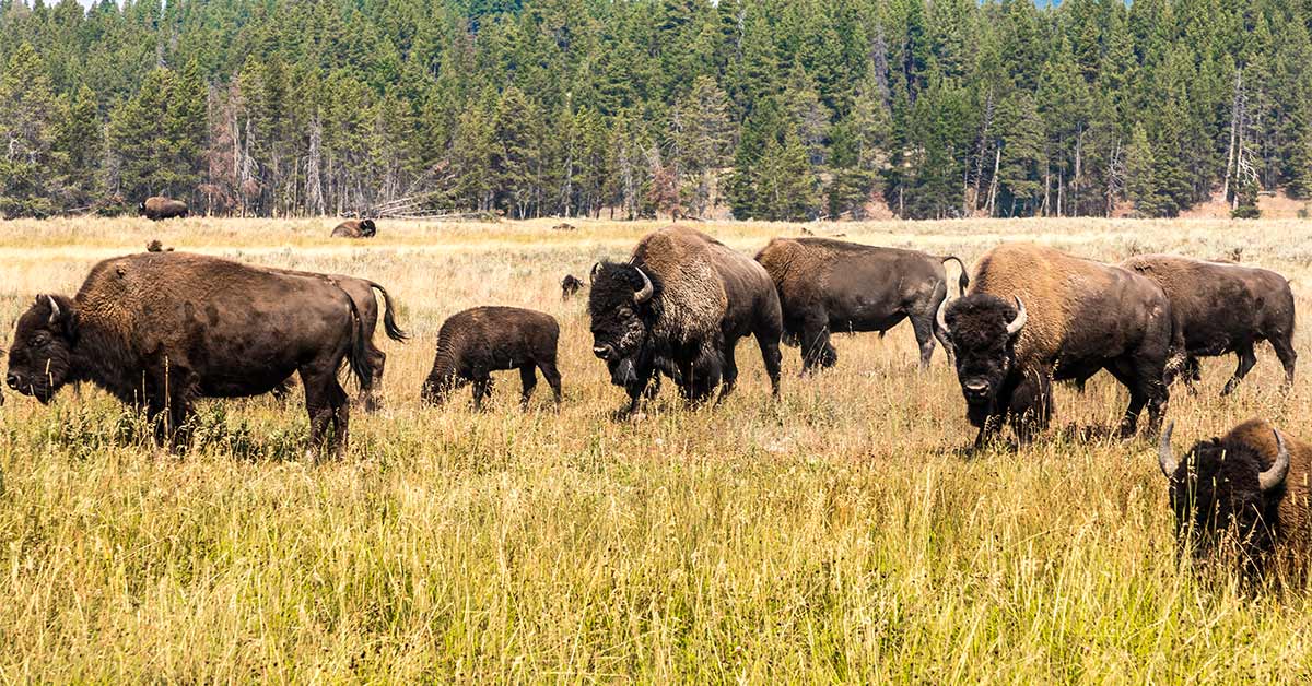 Bison, Hayden Valley, Yellowstone National Park