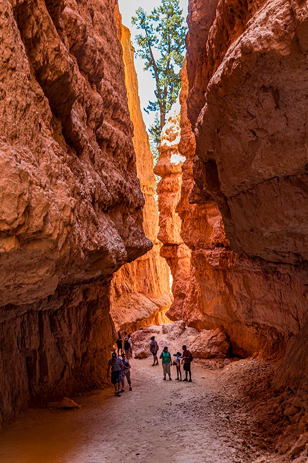 Bryce Canyon, Navajo Loop Trail | National Park Posters