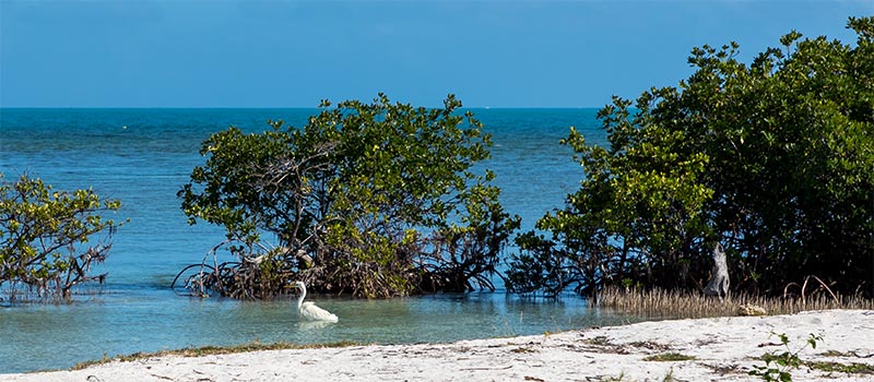 Egret, Boca Chita Key | Biscayne National Park
