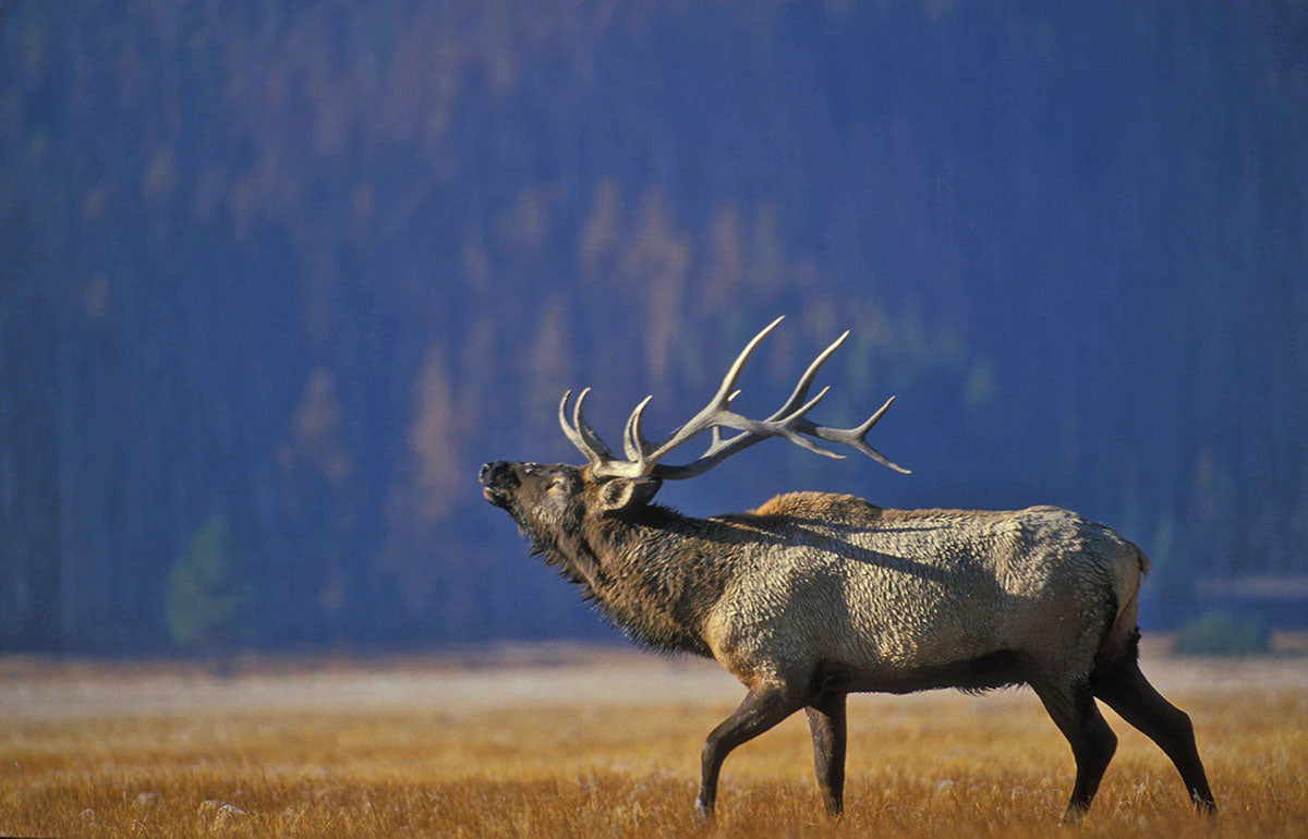 Elk Bugling, Rocky Mountain National Park