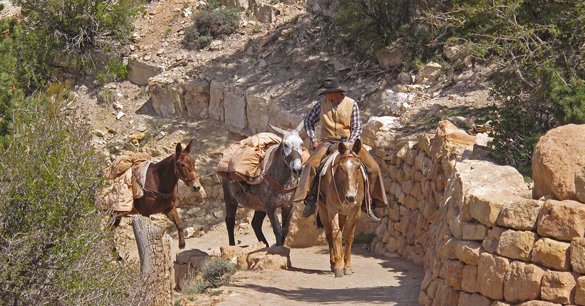 Mule Trip, Grand Canyon National Park