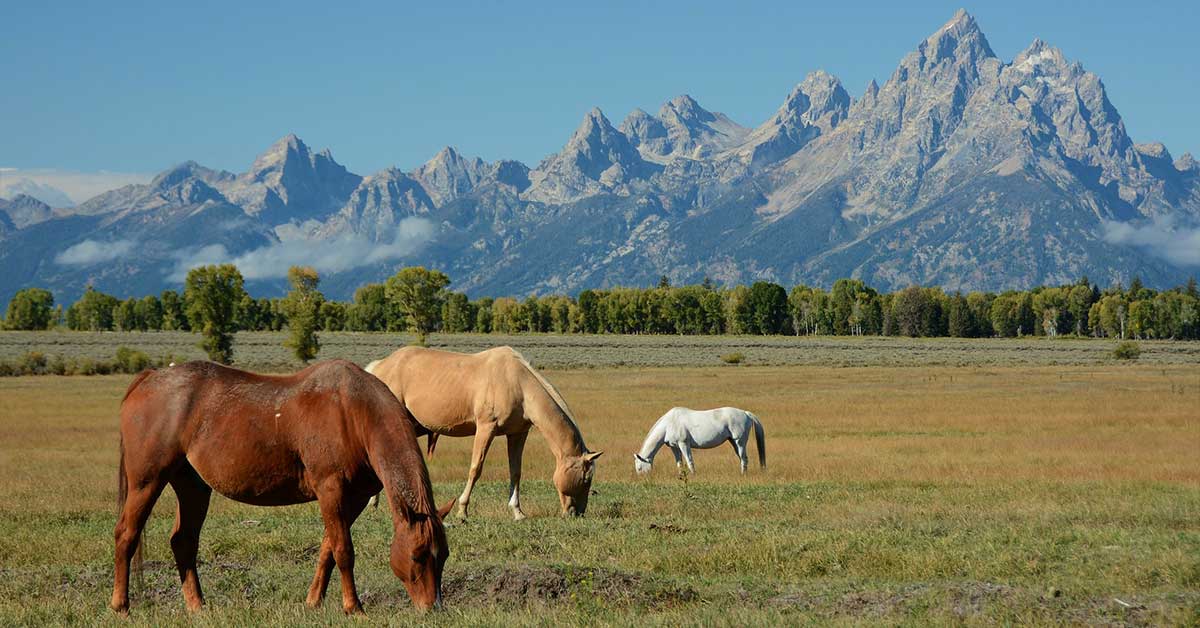 Horseback Riding, Grand Teton National Park