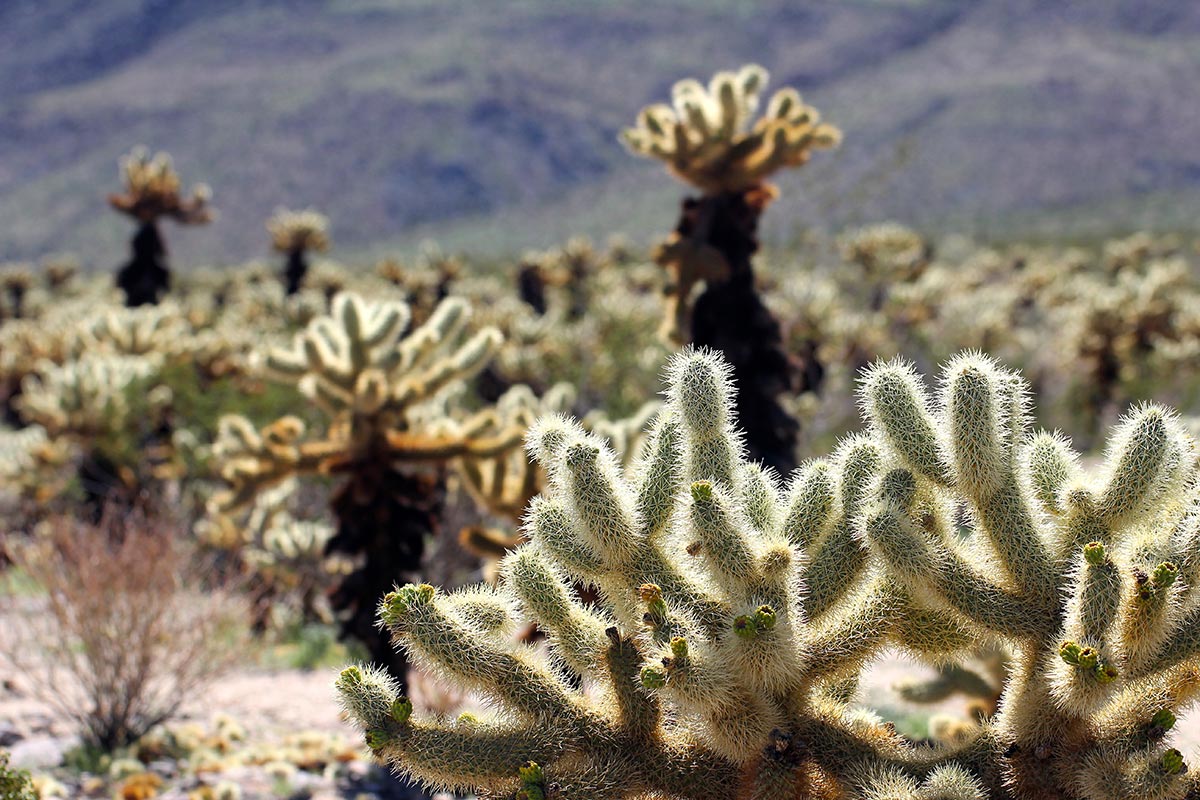 Joshua Tree National Park | Cholla Cactus Garden