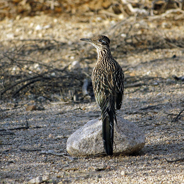 Joshua Tree National Park | Roadrunner