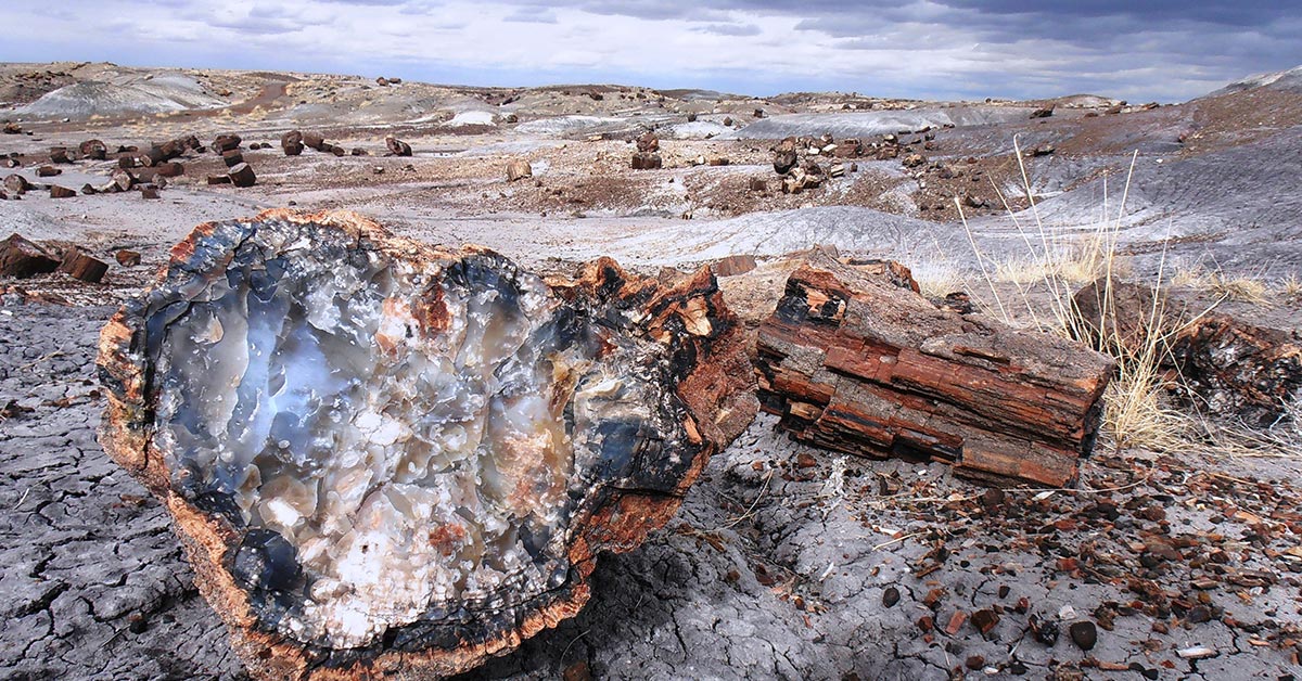 Petrified Forest National Park