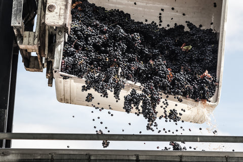 Grapes are dropped into the press.