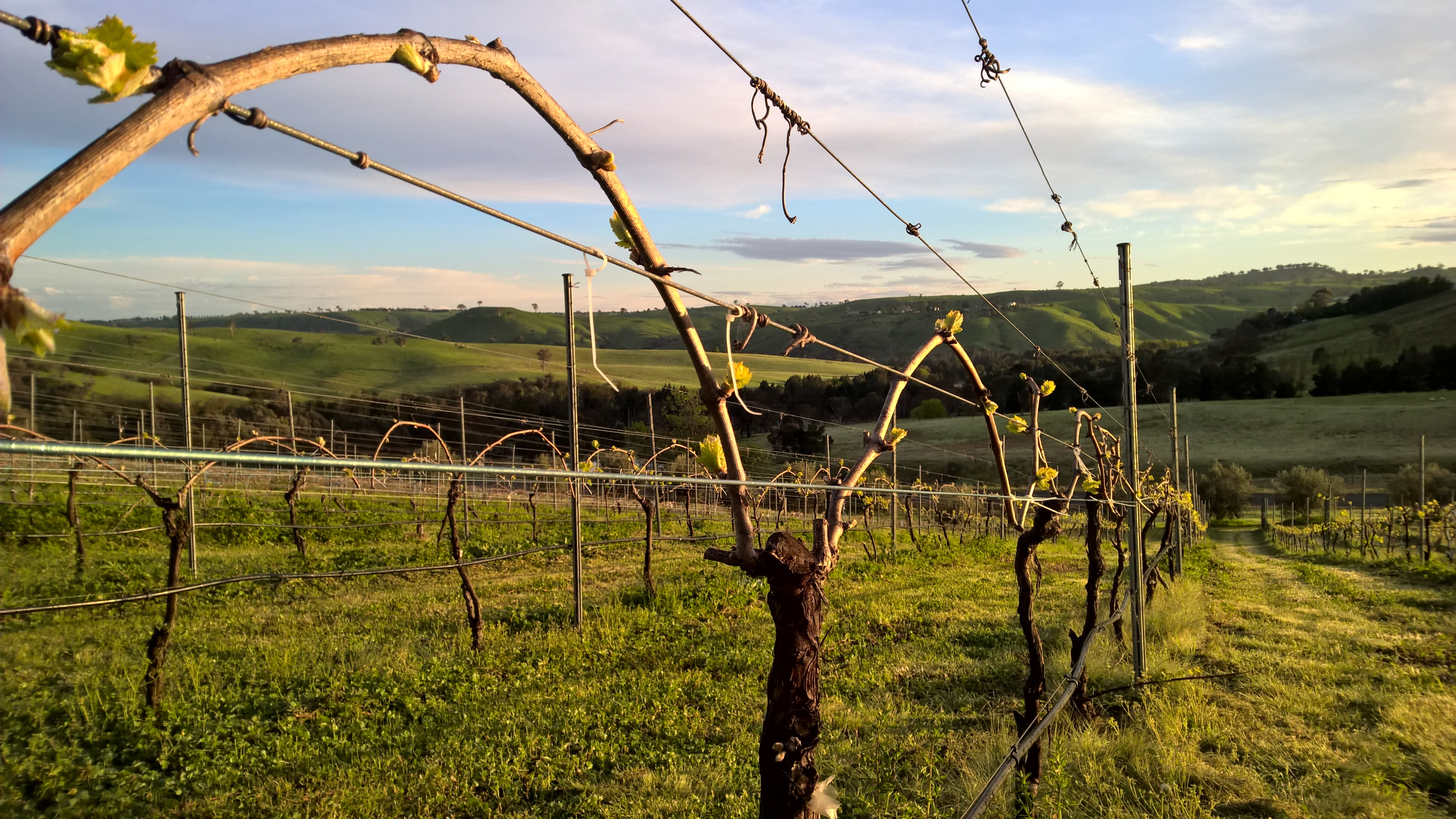Arched canes on a sangiovese vine.