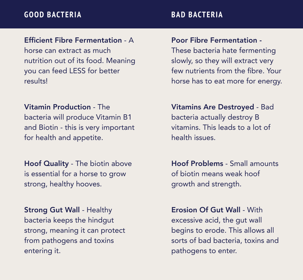 Good vs. Bad Bacteria