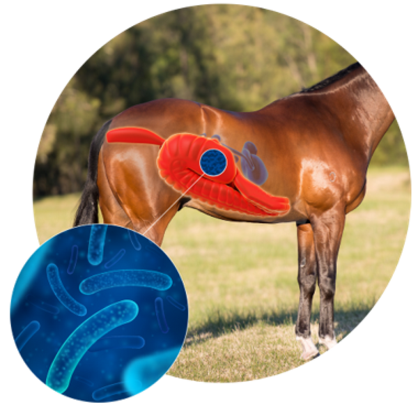 Horse Bacteria