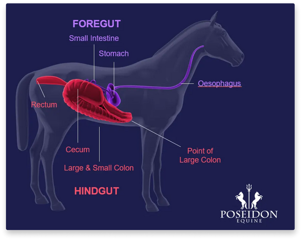 Horse Gut Breakdown
