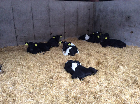 Calves after calving in Ireland 2019