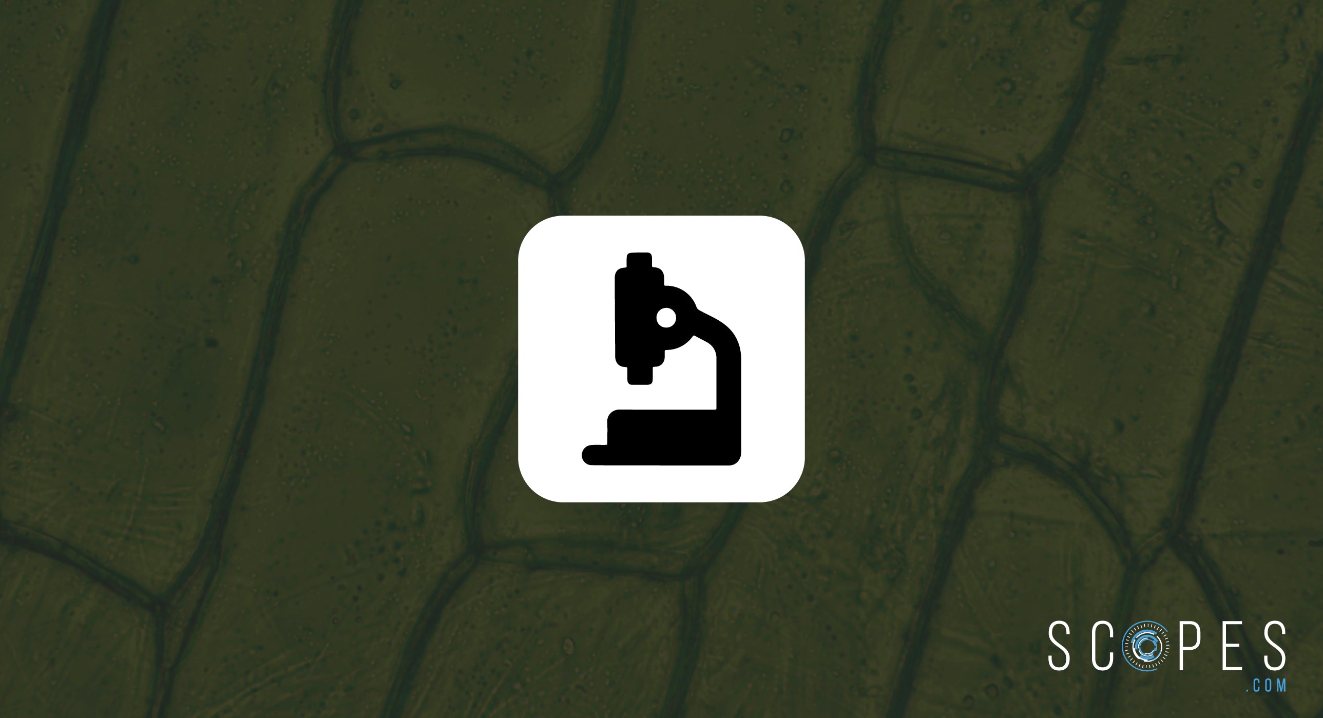 The World of Microscopes: Straight & Compound styles