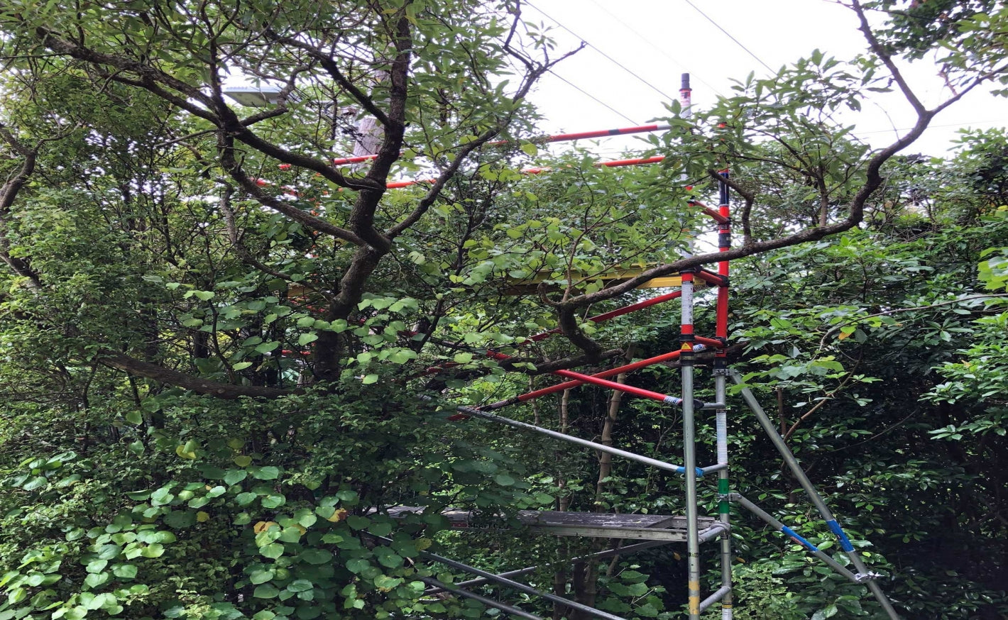 Fibreglass Scaffold for powerline work