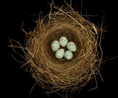 finding-a-birds-nest-symbolism