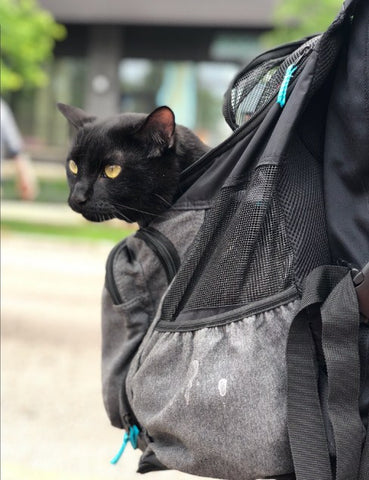 Cat Sitting in Cat Backpack