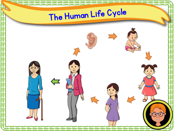 Human Reproduction Cycle 
