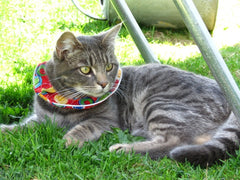 We Help Birds Be Safe From Outdoor Cats Birdsbesafe