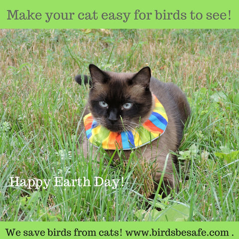 Paco the cat for Birdsbesafe, saving birds from cats, Earth Day 2017