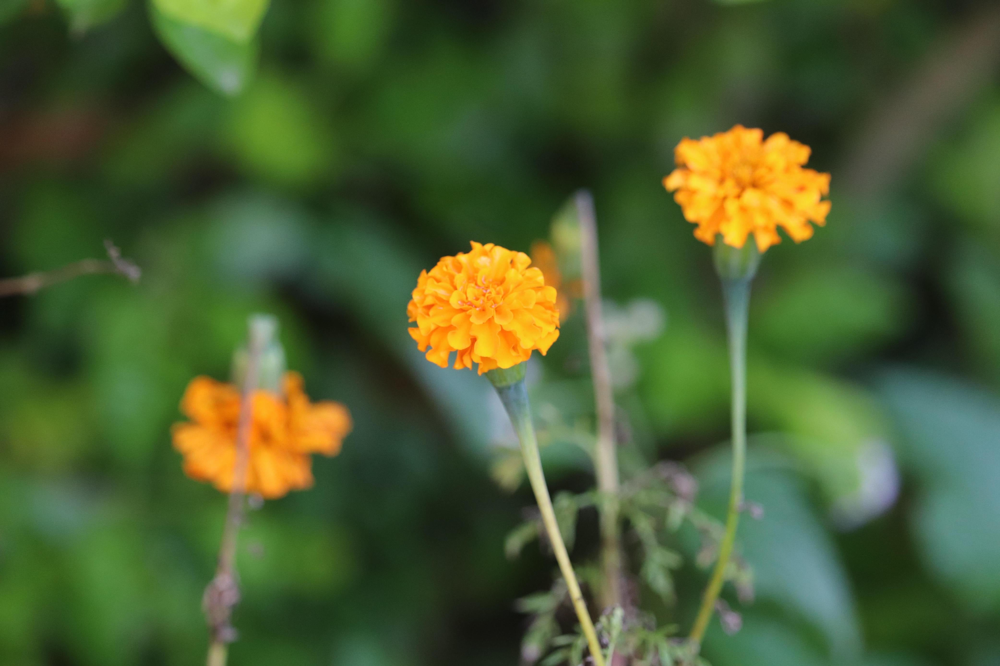 day of the dead marigold flowers