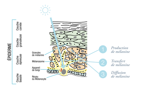 Schéma mélanogenèse et production de mélanine