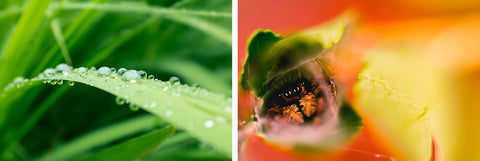 Macro Lens Photo Examples - Nature and Insects