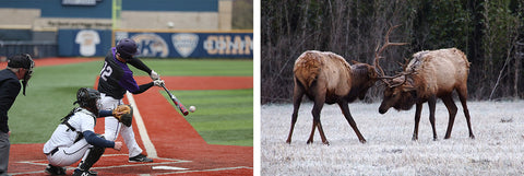 Zoom lens photo examples - sports and wildlife