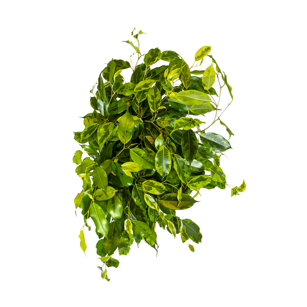 the-ultimate-ficus-benjamina-margarita-plant-care-guide-planterina