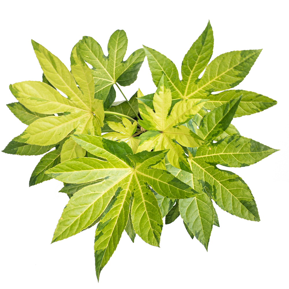 The Ultimate Indoor Plant Care Guide for Fatsia japonica