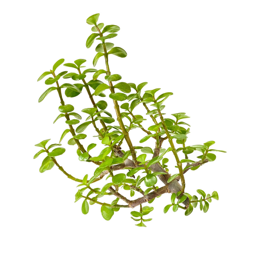 Elephant Bush Plant Care | Planterina