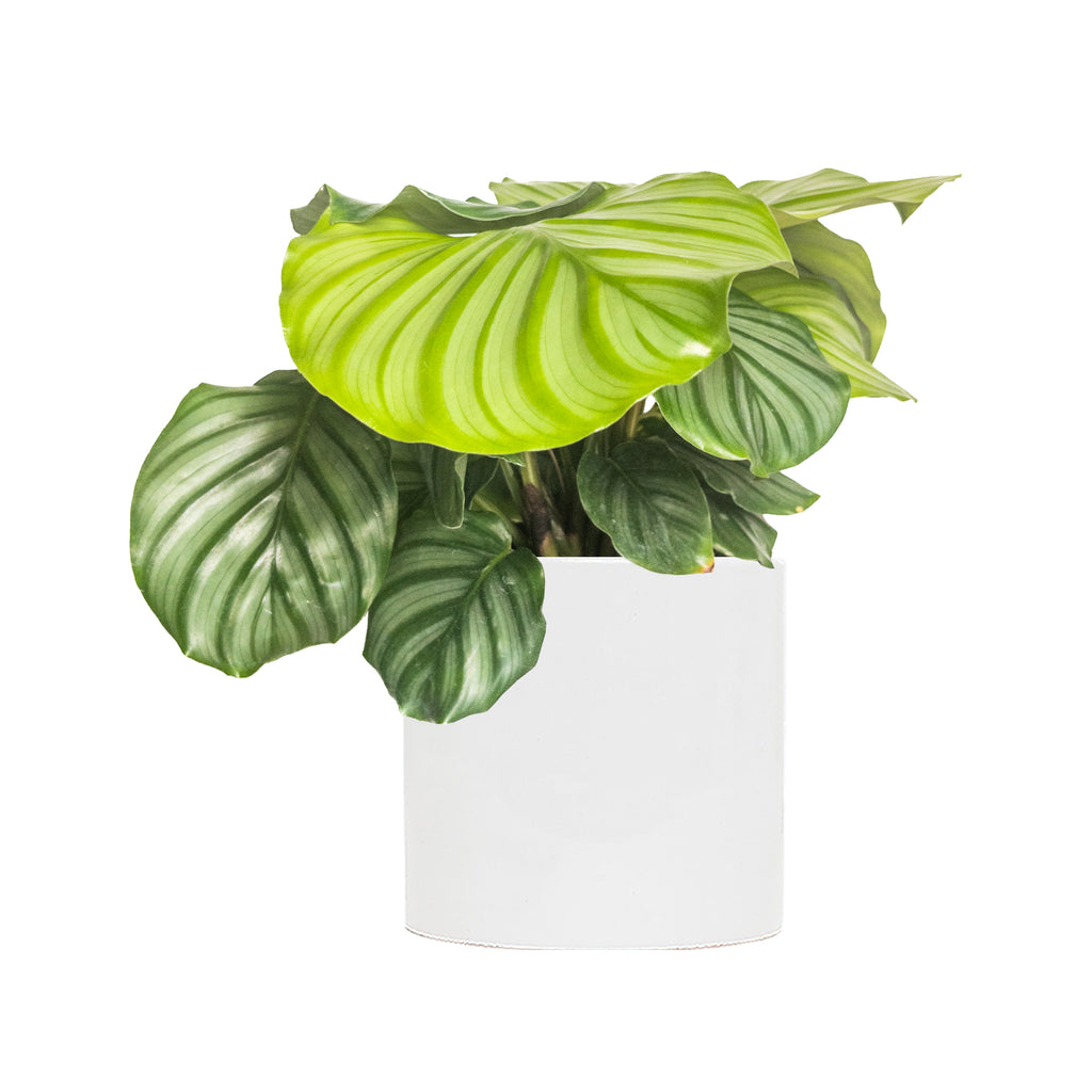 orbifolia | Indoor Plants | Planterina