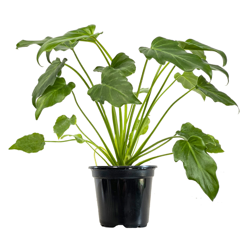 Philodendron Xanadu | Care Indoor Plants Online | Planterina