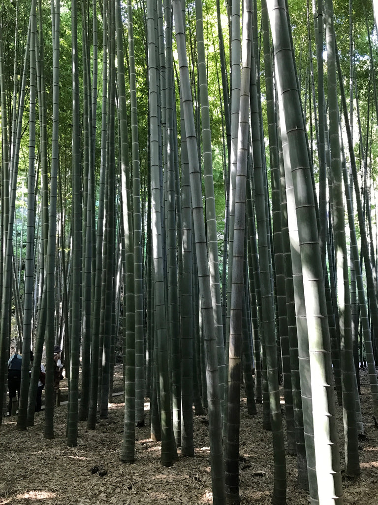 2000 Bamboo Trees at Hokokuji Temple (報国寺)
