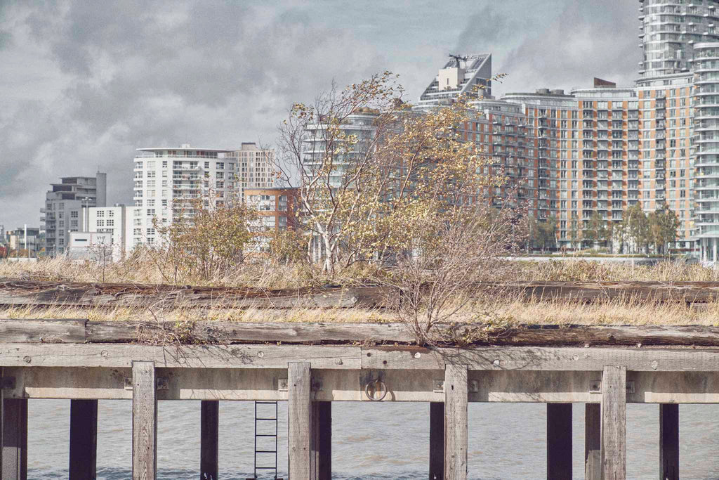 Shrubs grow on an old River Thames pier with a London Docklands cityscape behind