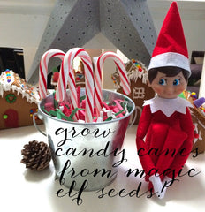 Plant your own magic elf seeds!