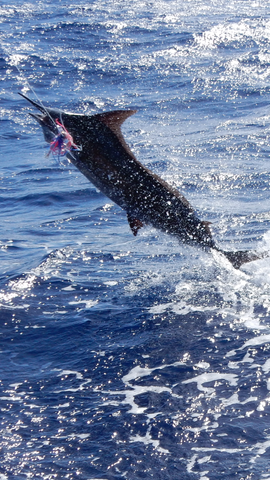 PlaynHooky, Oahu SPort fishing