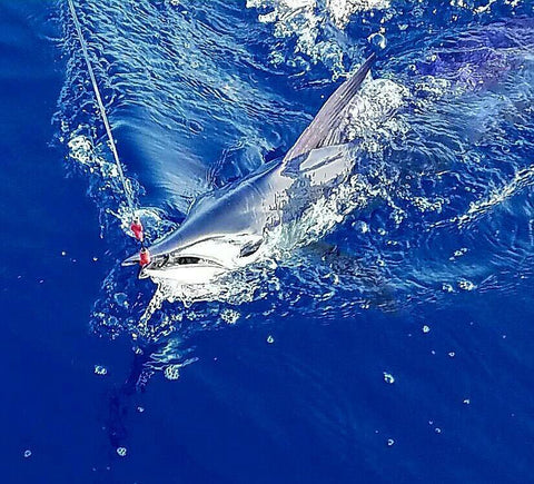 foxy lady, kona sportfishing