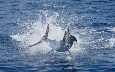 Marlin Magic, Kona