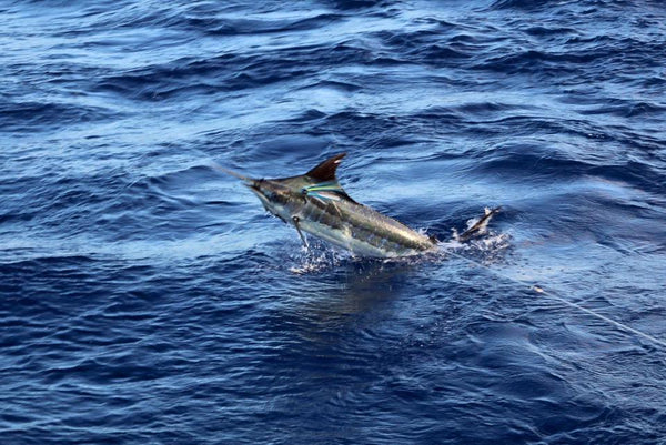 Kauai Fishing