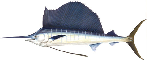 Sailfish