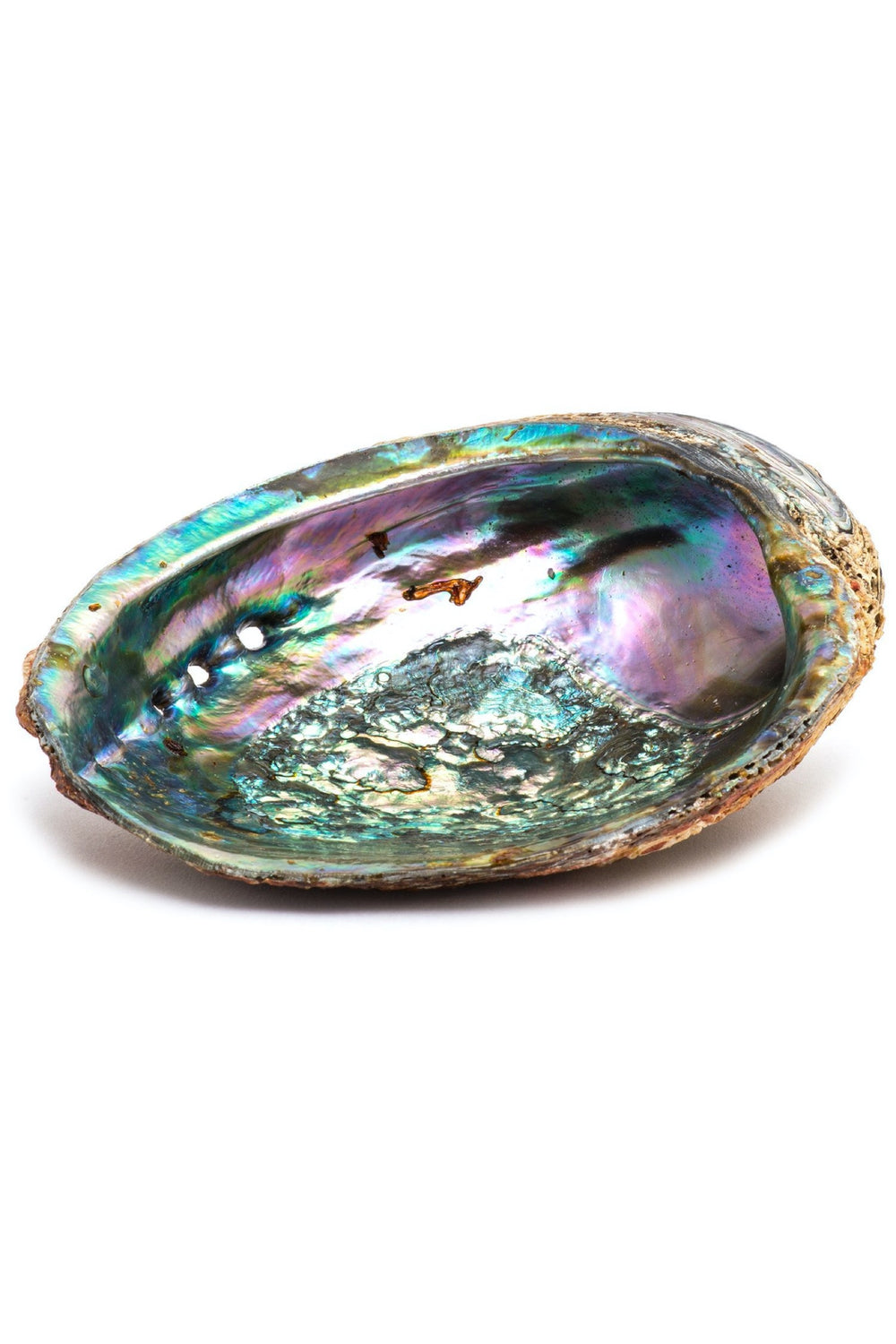 Abalone Shell