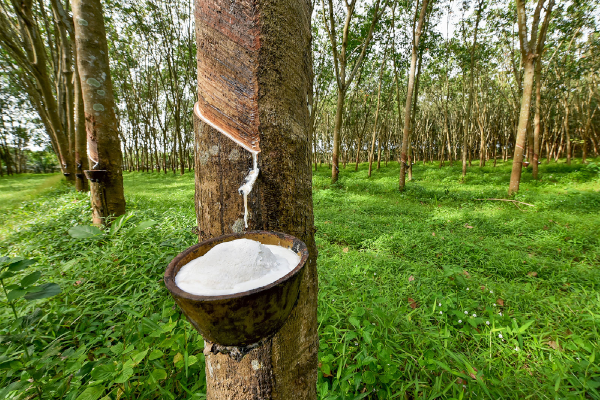 harvesting natural rubber latex from tree plantation