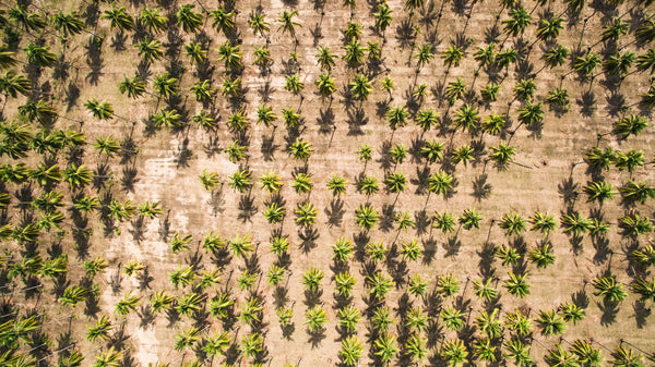 Kokosnoot palmboom velden van boven