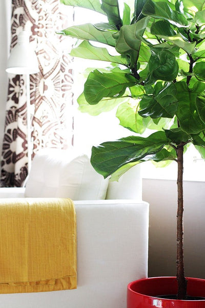 Fiddle Leaf Fig