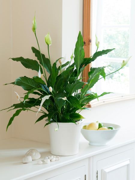 Peace Lily