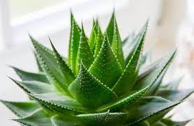 Aloe Houseplant